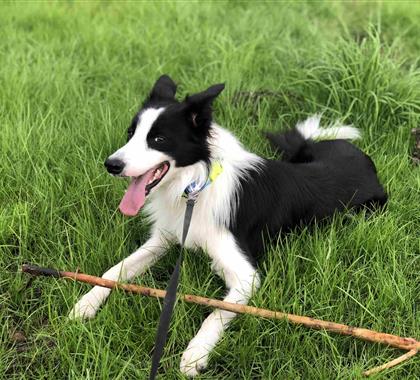 边境牧羊犬Bobo的移民故事：从英国曼城运往上海